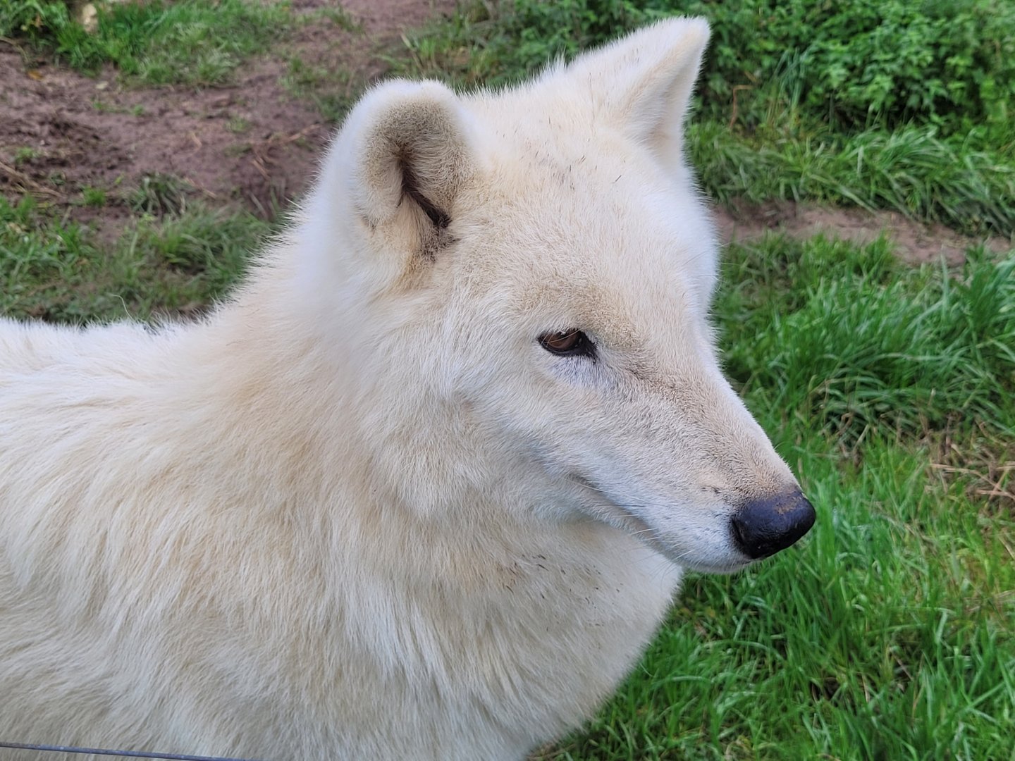 Wolf -Zoo de Santillana del Mar (2023)