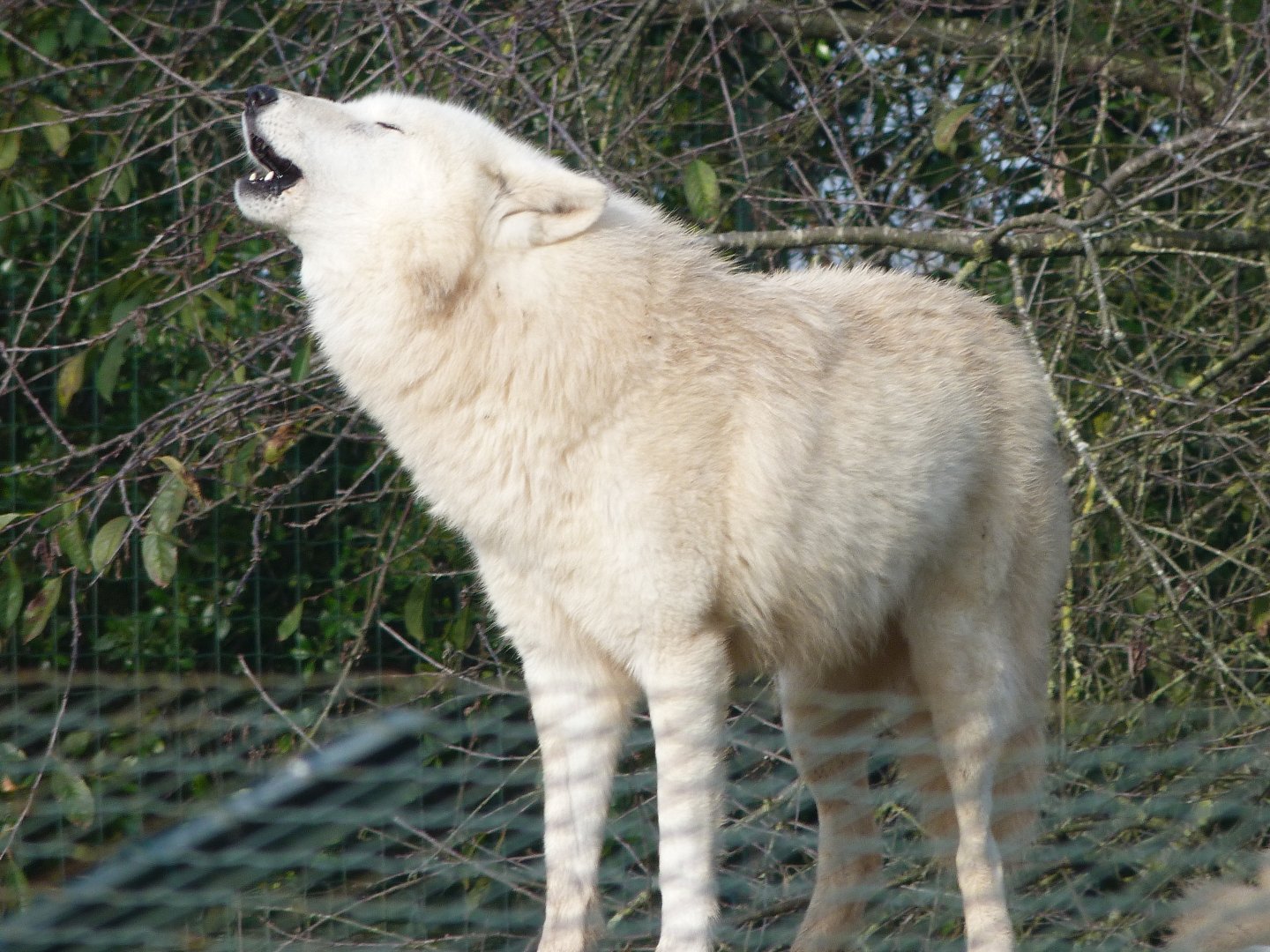 Wolf -Zoo de Santillana del Mar (2024)