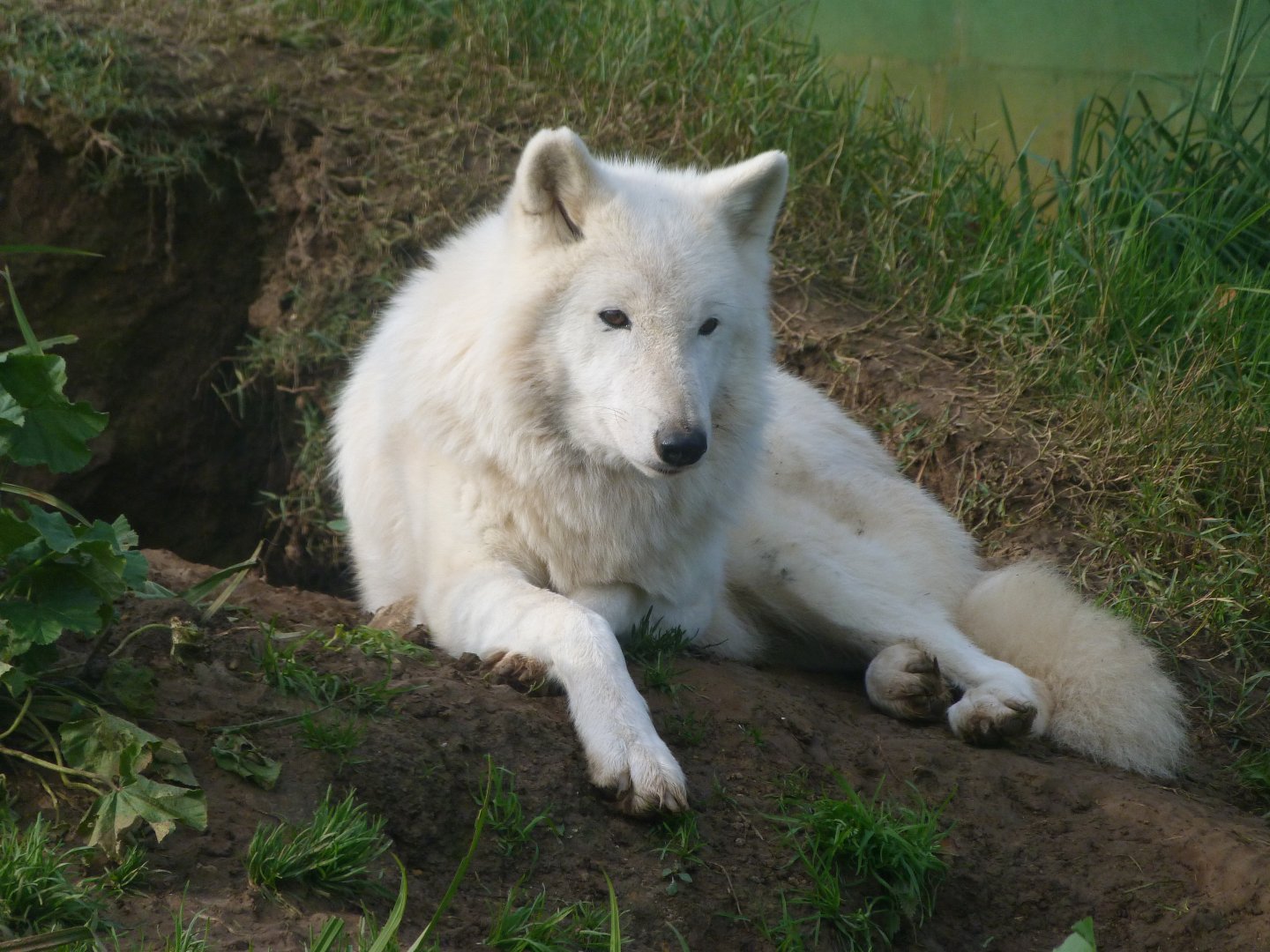 Wolf -Zoo de Santillana del Mar (2024)