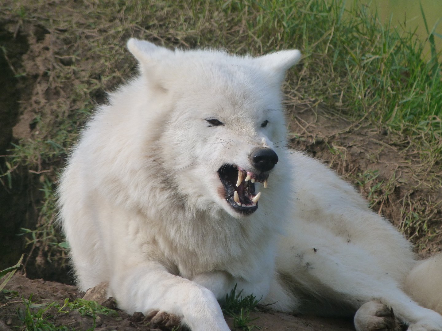 Wolf -Zoo de Santillana del Mar (2024)