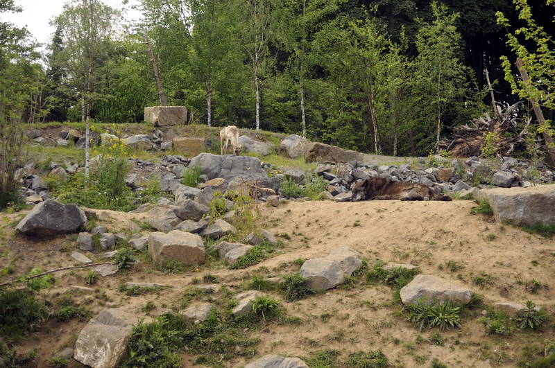 Wolfcreek at Hannovers Yukon Bay.