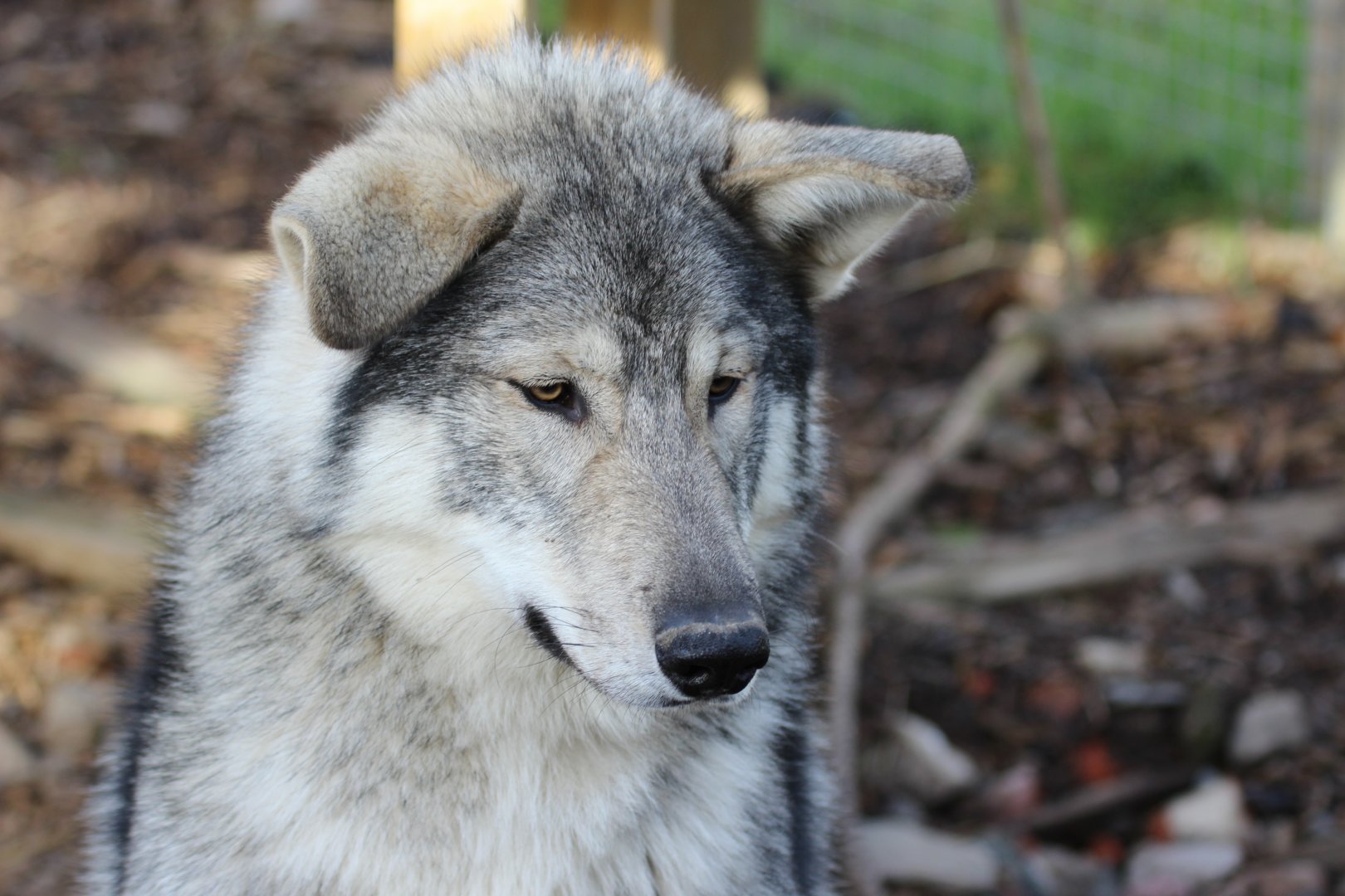 Wolfdog