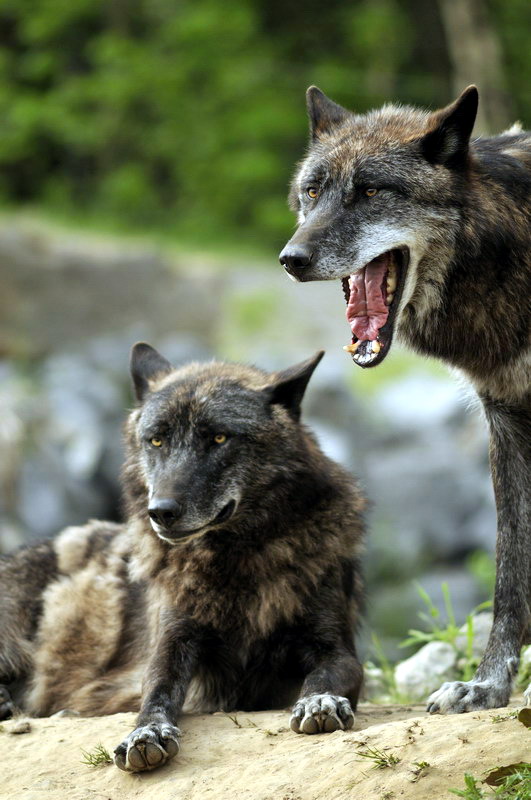 Wolfes at Hannovers Yukon Bay.