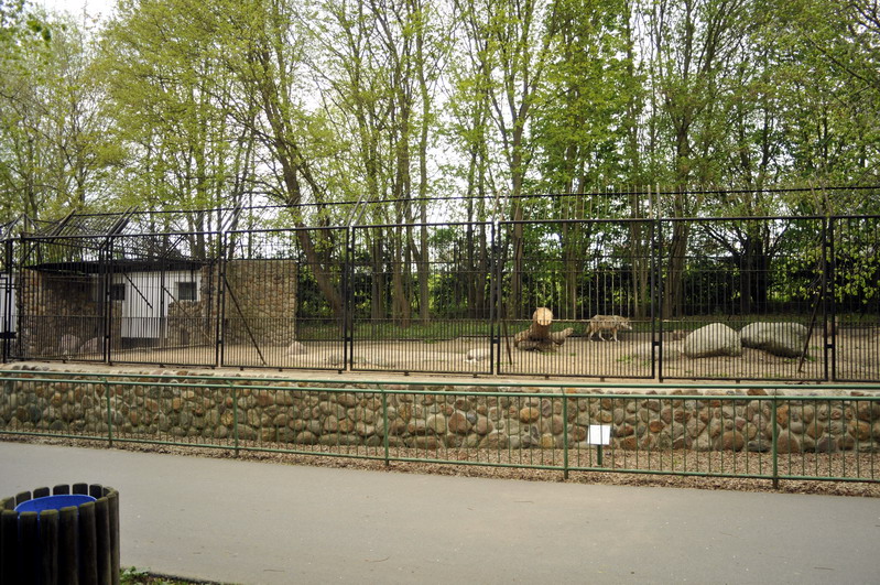 Wolfexhibit at Tierpark Wismar