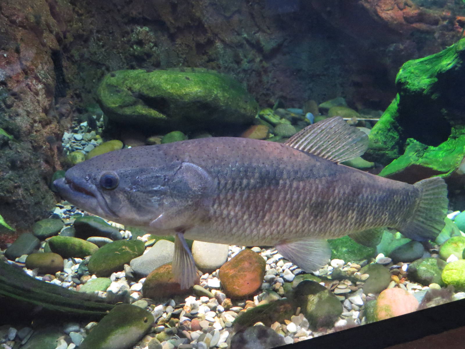 Wolffish - Amazon and beyond, March 2015