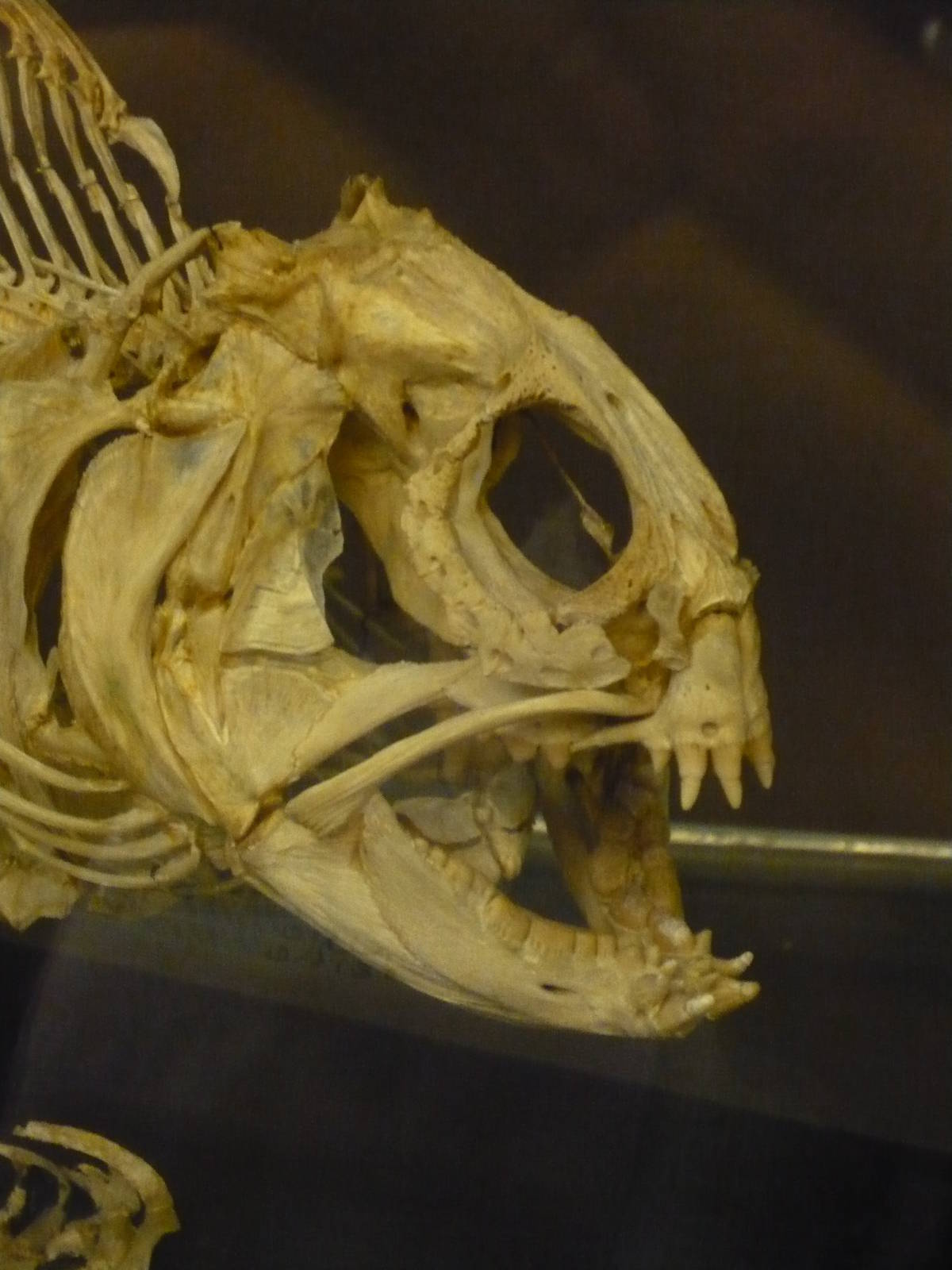 Wolffish skull