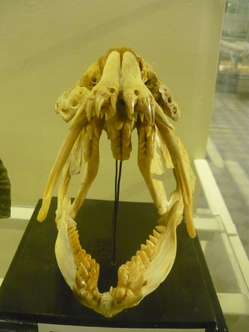 Wolffish skull