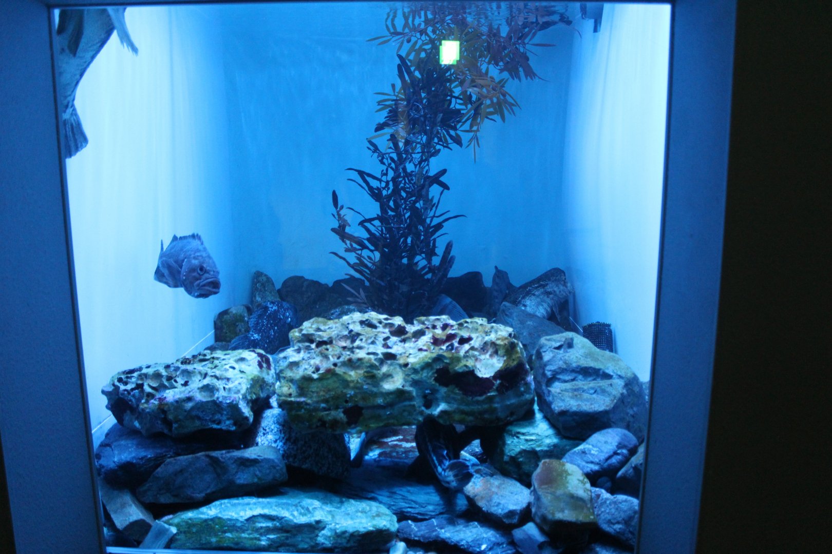 Wolffish tank with other fish