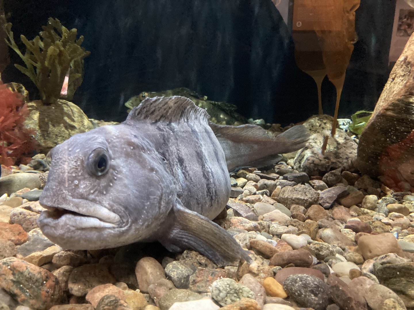 Wolffish