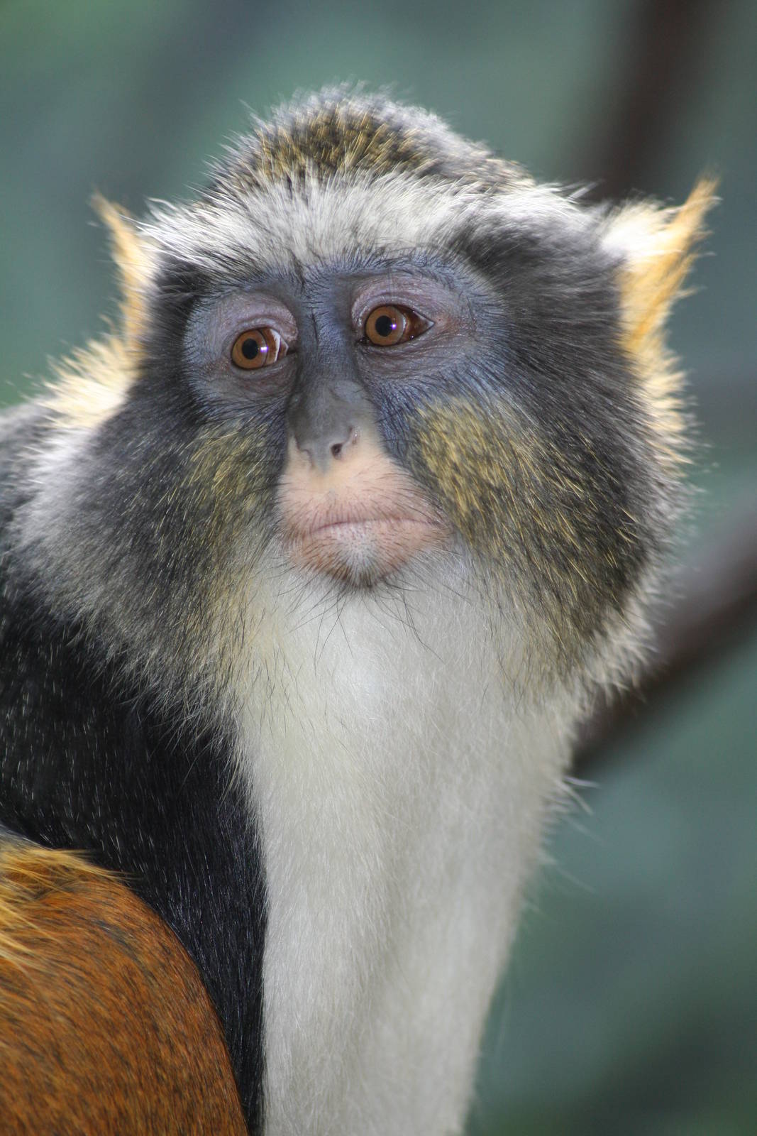 Wolff's guenon