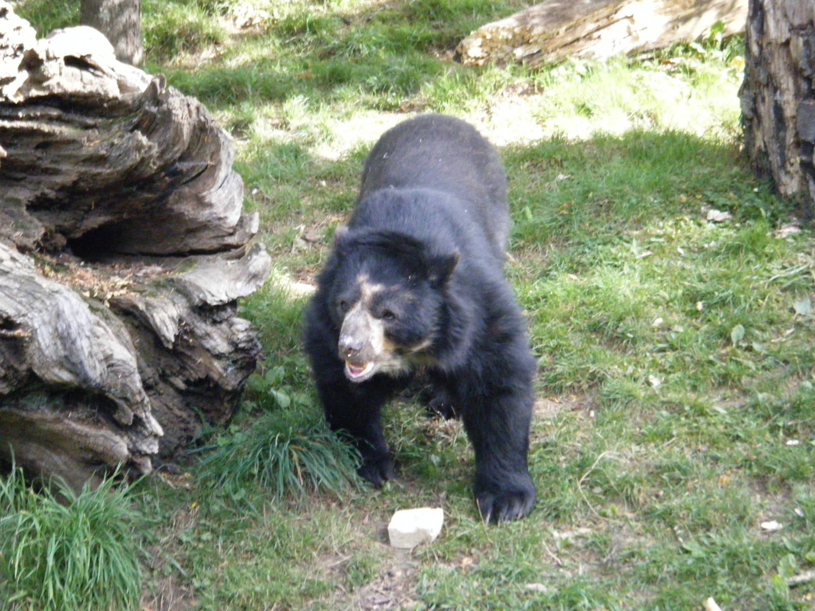 Wolfgang the Andean Bear