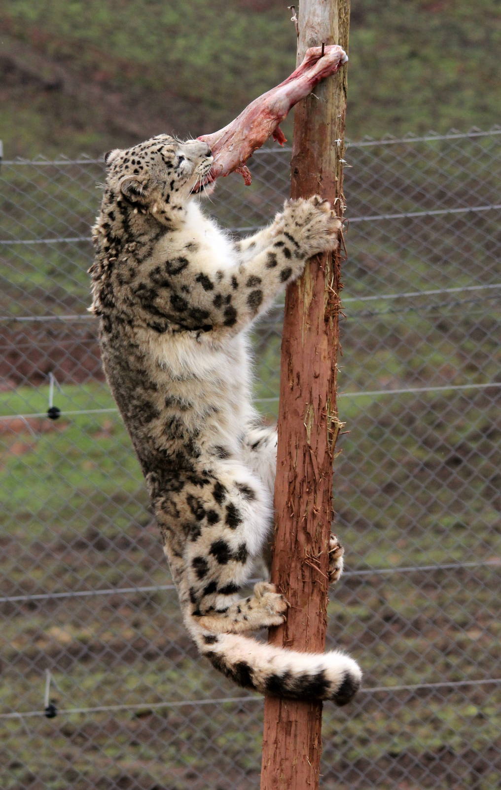 Wolfgang the Snow Leopard 1-4-14