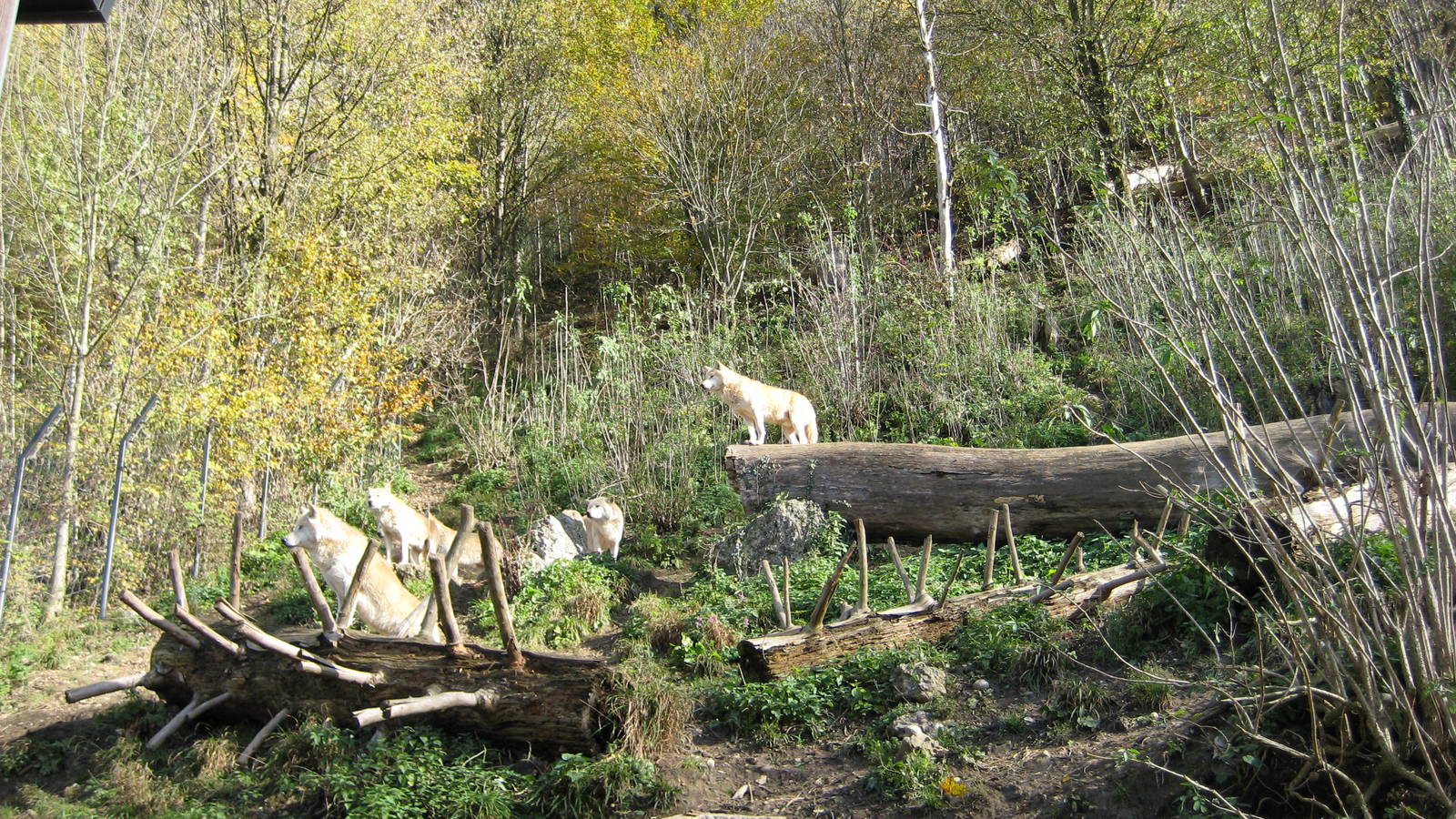 Wolfs Exhibit