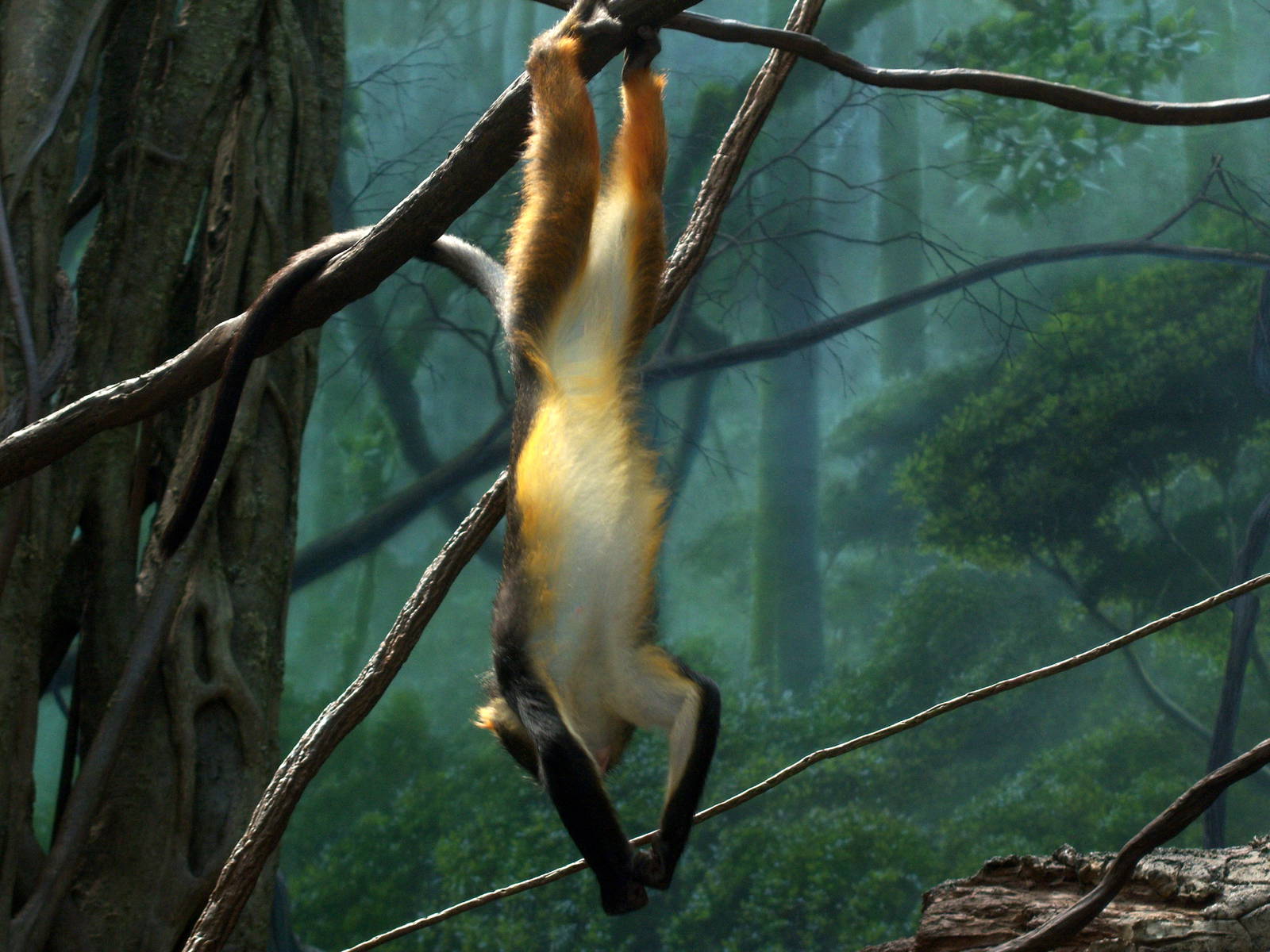 Wolf's Guenon - 2008