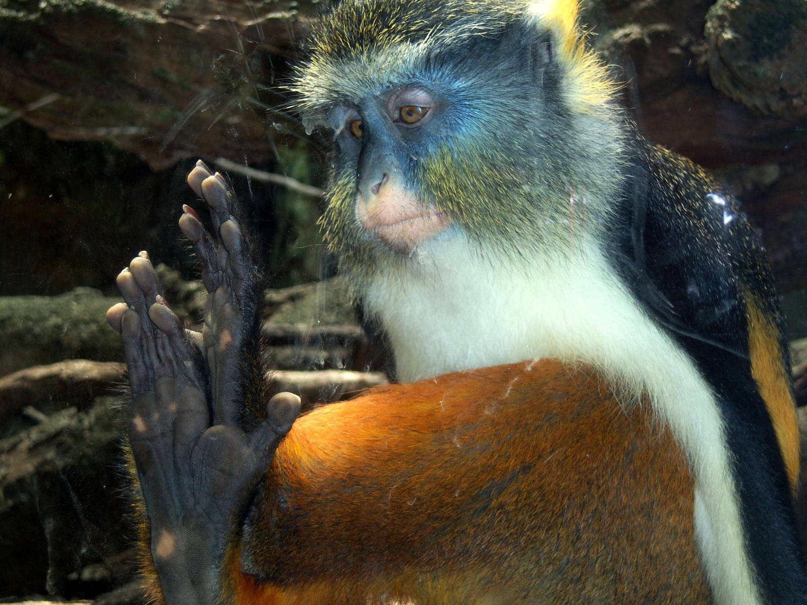 Wolf's Guenon - 2008