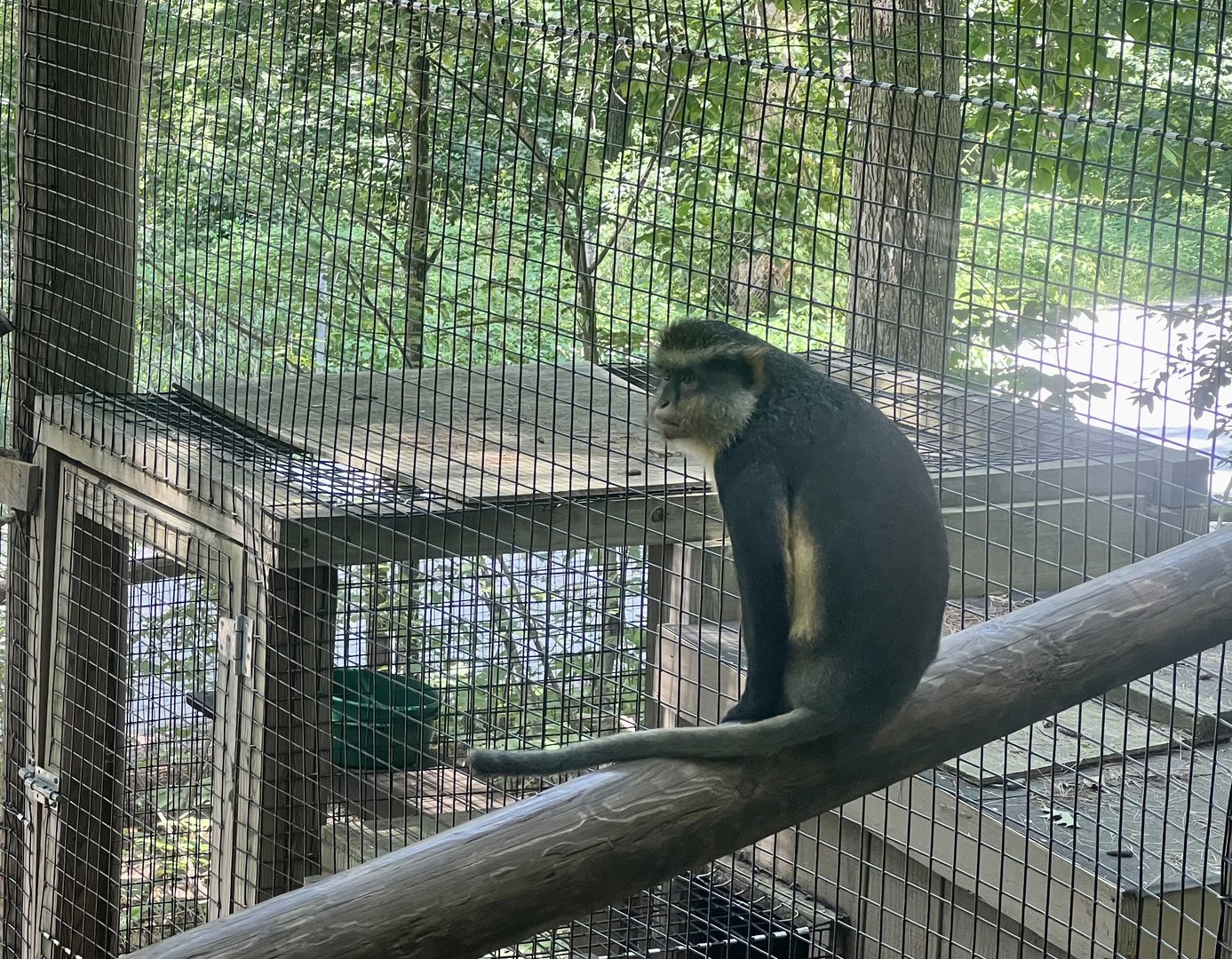 Wolf’s Guenon aka Wolf’s Mona Monkey