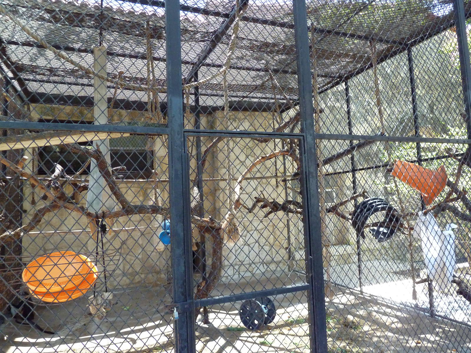 Wolf's Guenon Cage