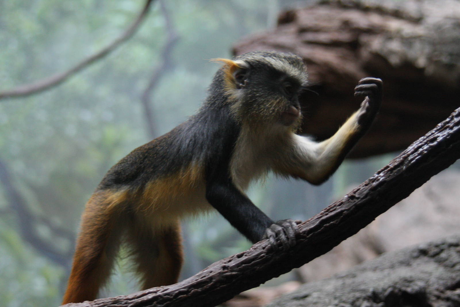 Wolf's Guenon (Cercopithecus wolfi)