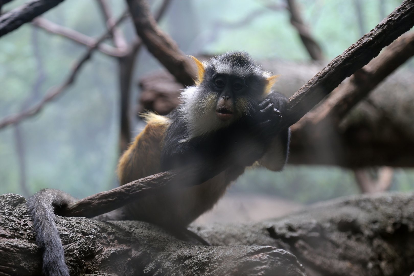 Wolf's guenon (Cercopithecus wolfi)