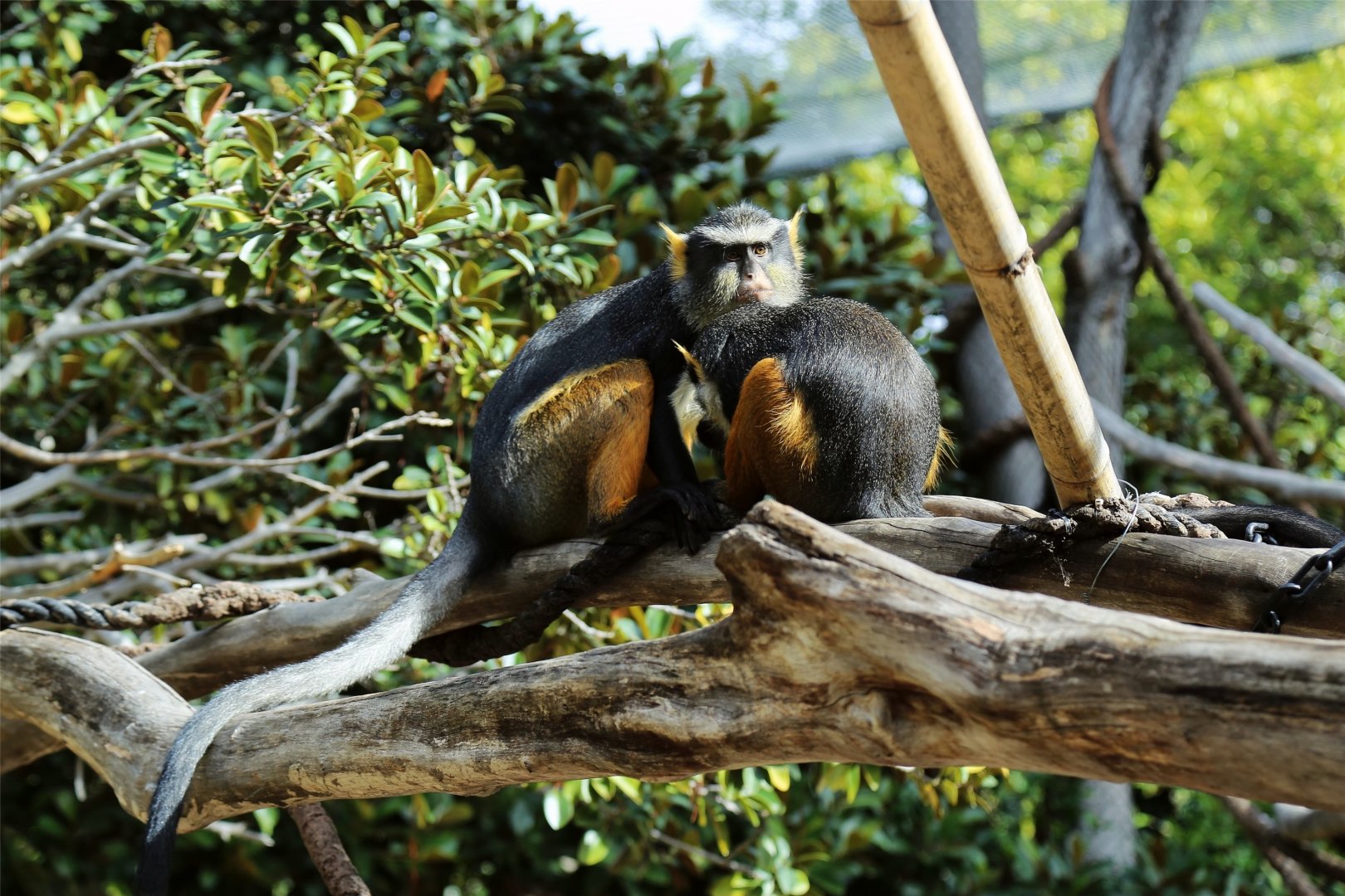 Wolf's Guenon (Cercopithecus wolfi)
