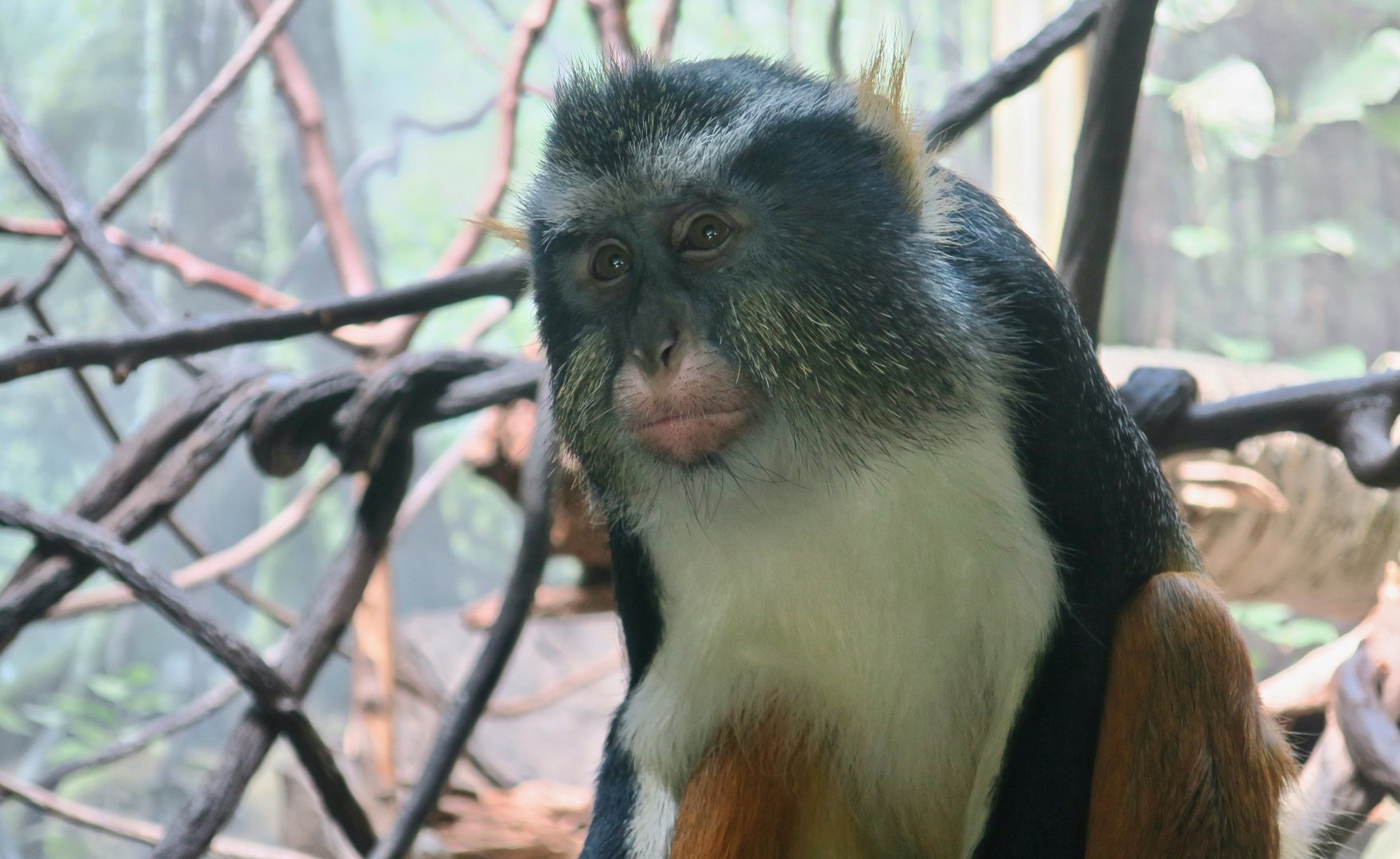 Wolf's Guenon (Cercopithecus wolfi)