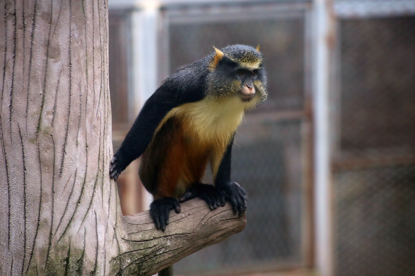 Wolf's Guenon (Cercopithecus wolfi)