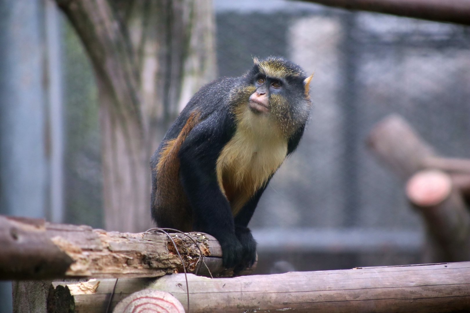 Wolf's Guenon (Cercopithecus wolfi)
