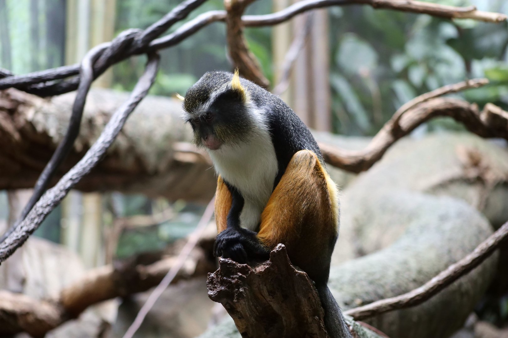 Wolf's Guenon (Cercopithecus wolfi)