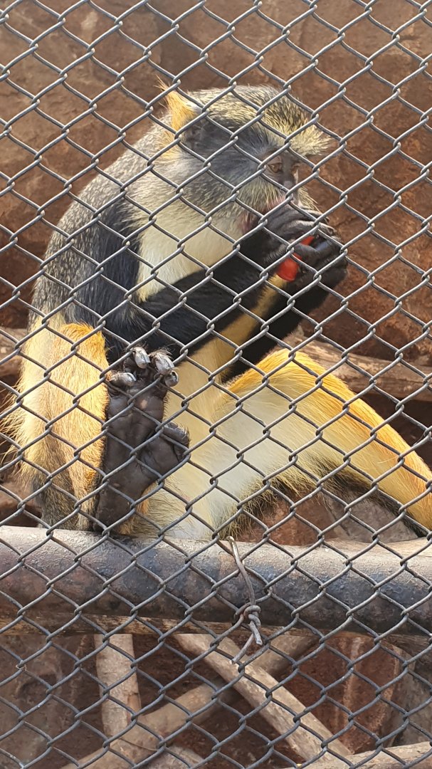 Wolf's Guenon (Cercopithecus wolfi)
