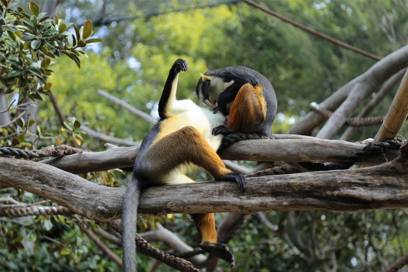 Wolf’s Guenon (Cercopithecus wolfi)
