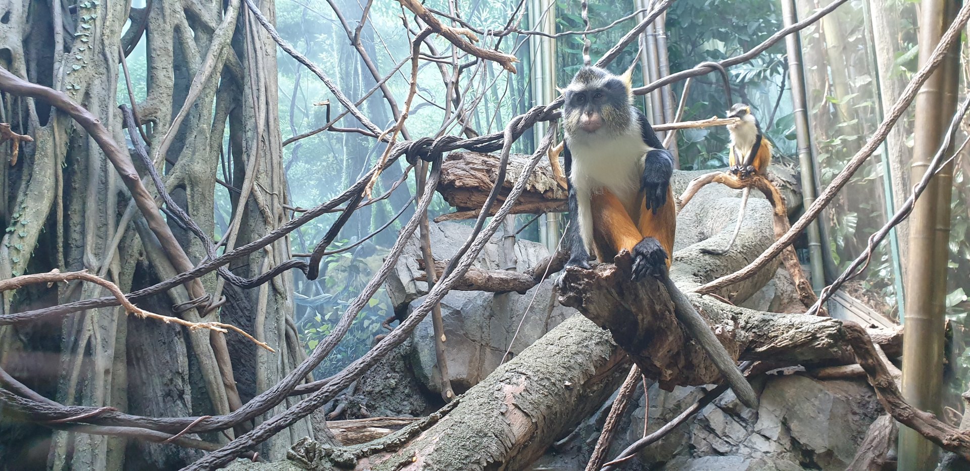 Wolf's guenon, CGF