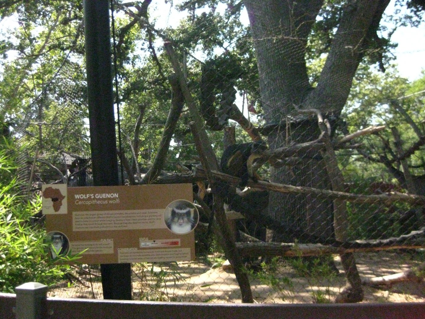 Wolf's Guenon Exhibit and Signage