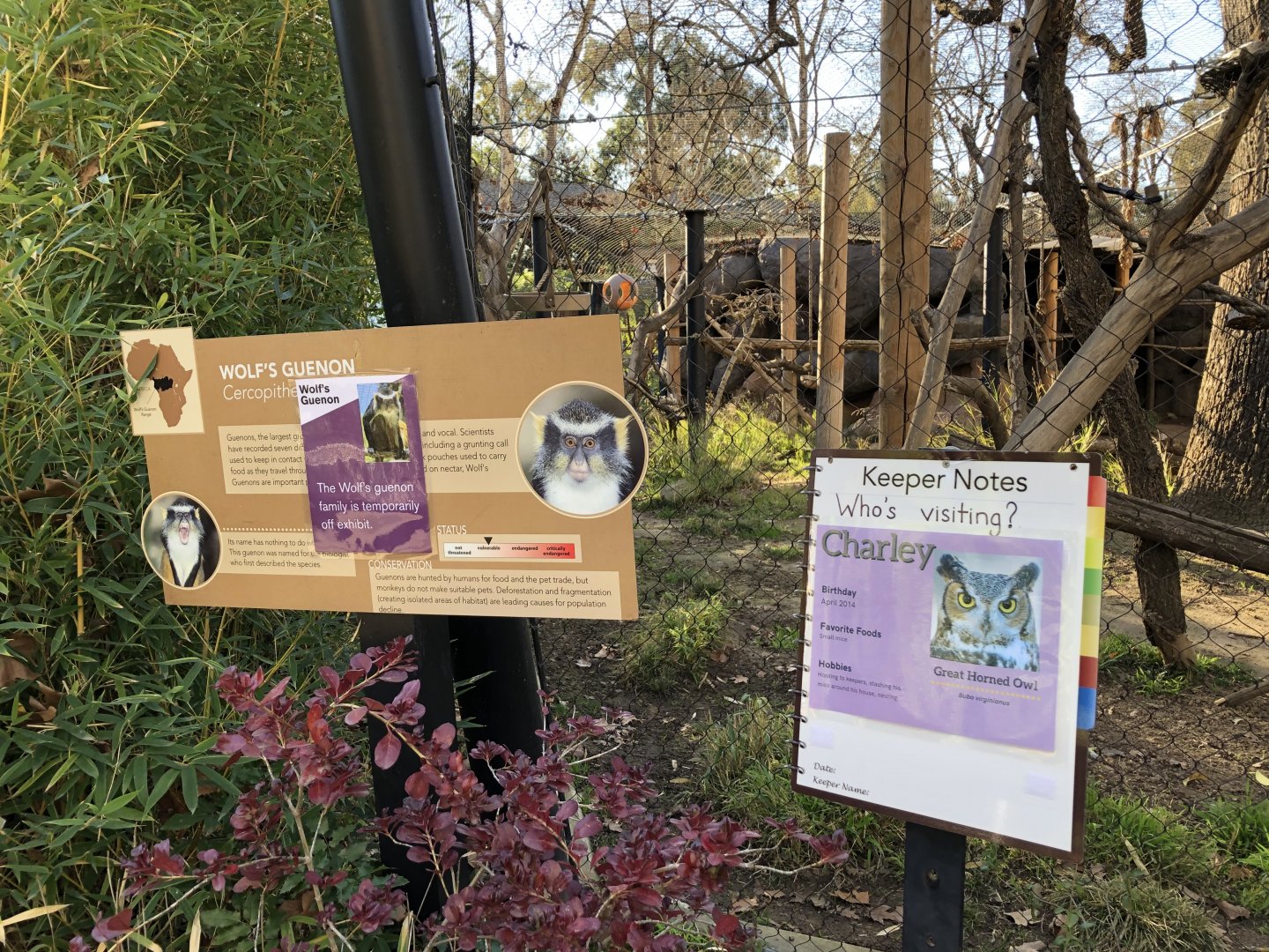 Wolf's guenon exhibit signs