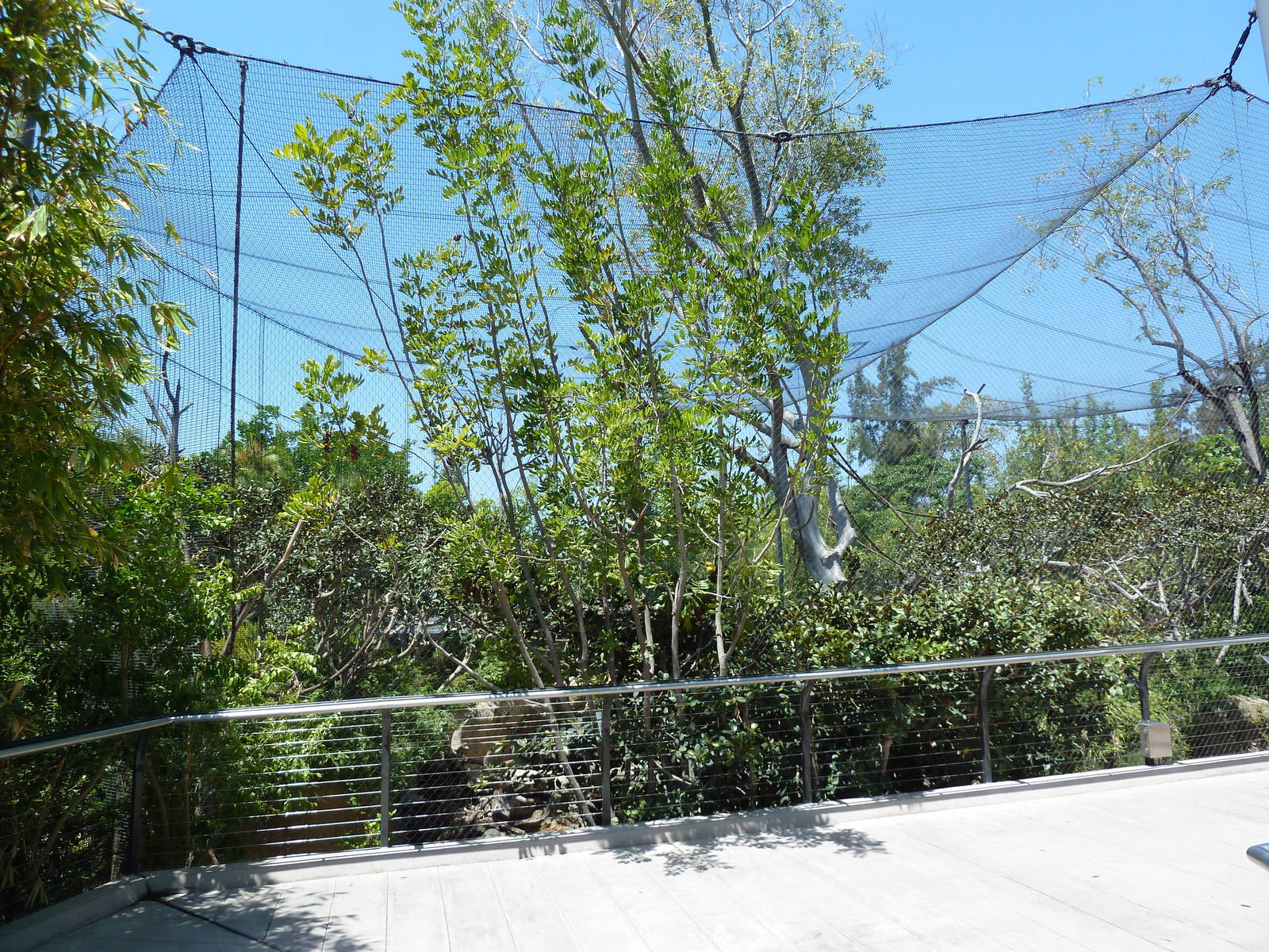 Wolf's Guenon Exhibit