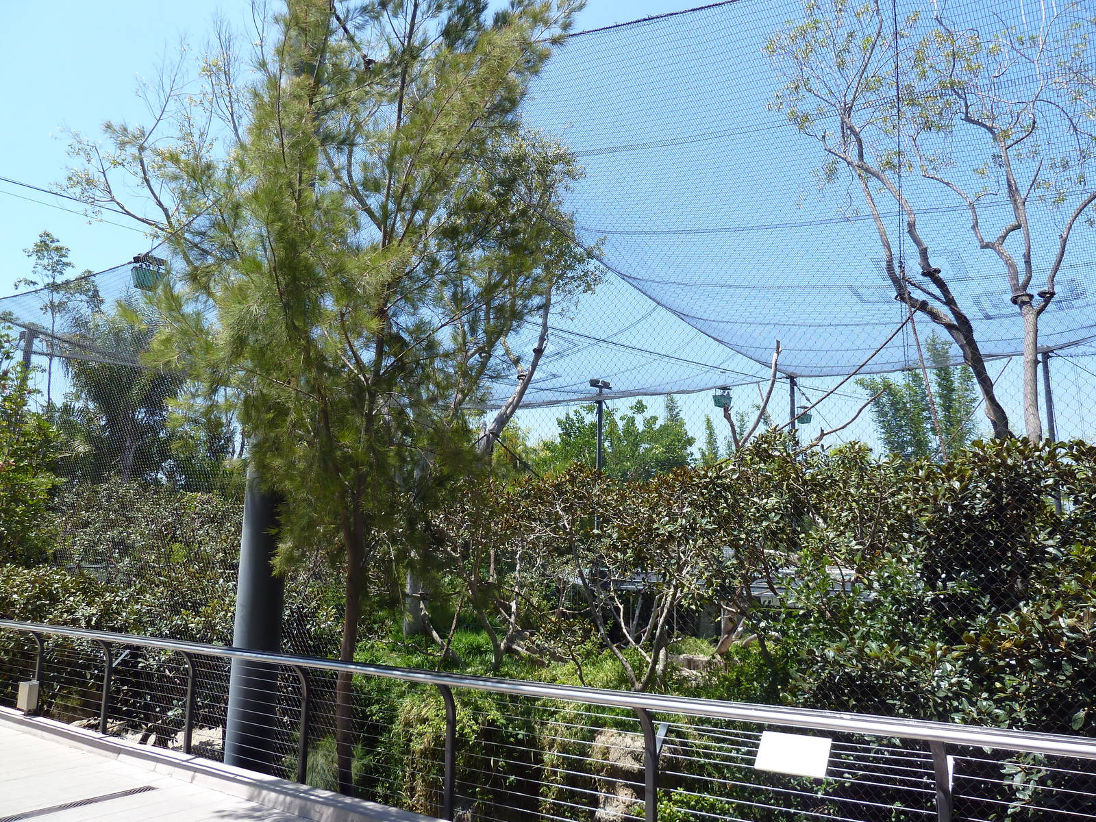 Wolf's Guenon Exhibit