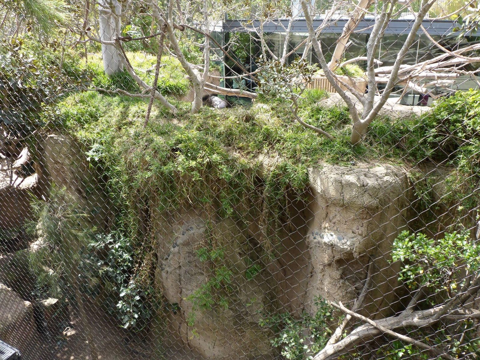 Wolf's Guenon Exhibit