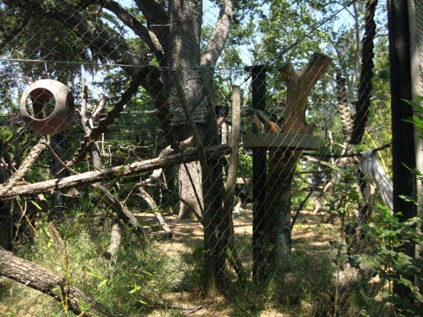 Wolf's Guenon Exhibit
