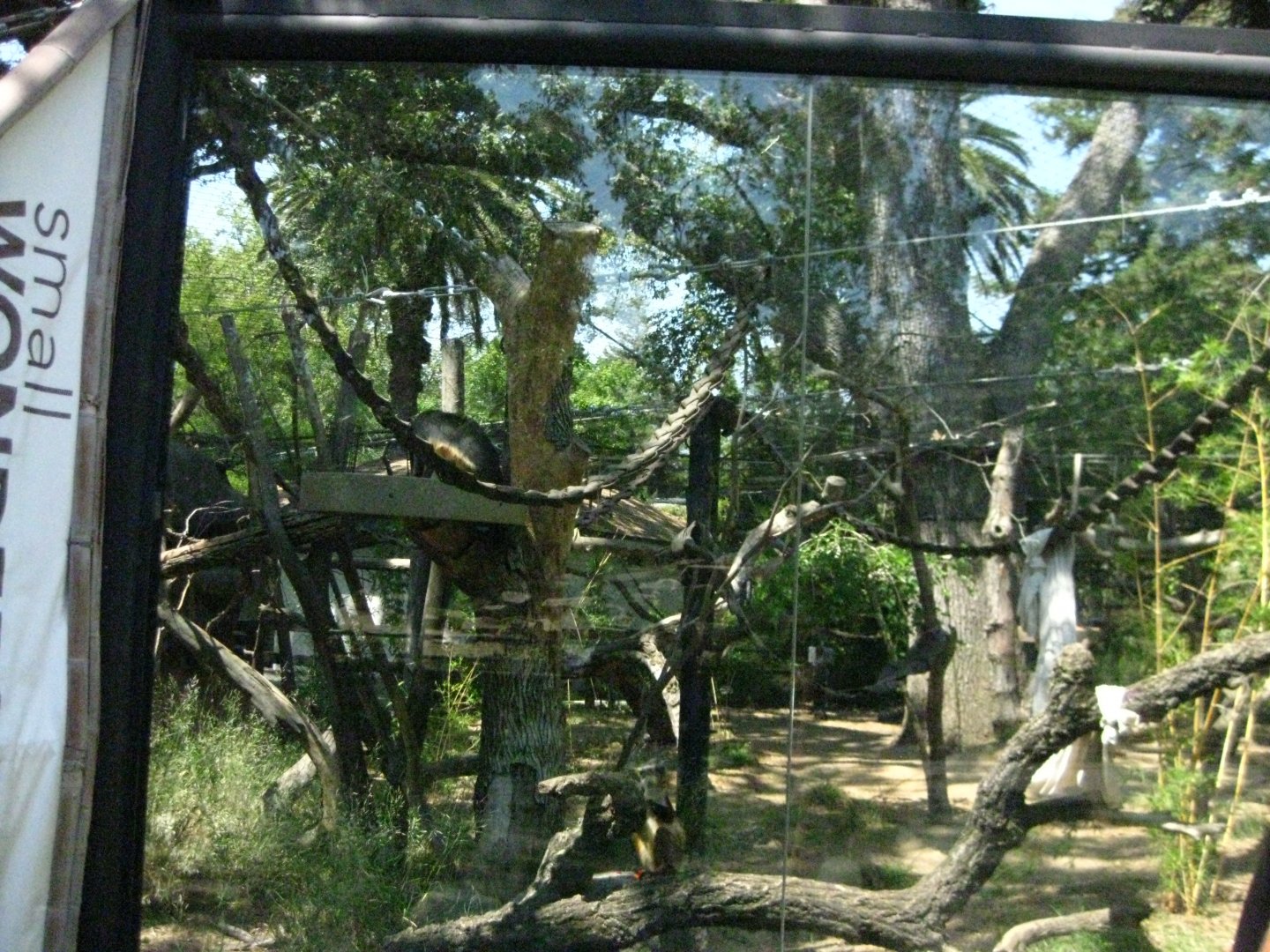 Wolf's Guenon Exhibit