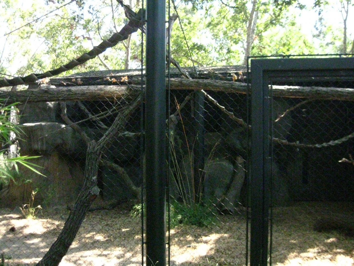 Wolf's Guenon Exhibit