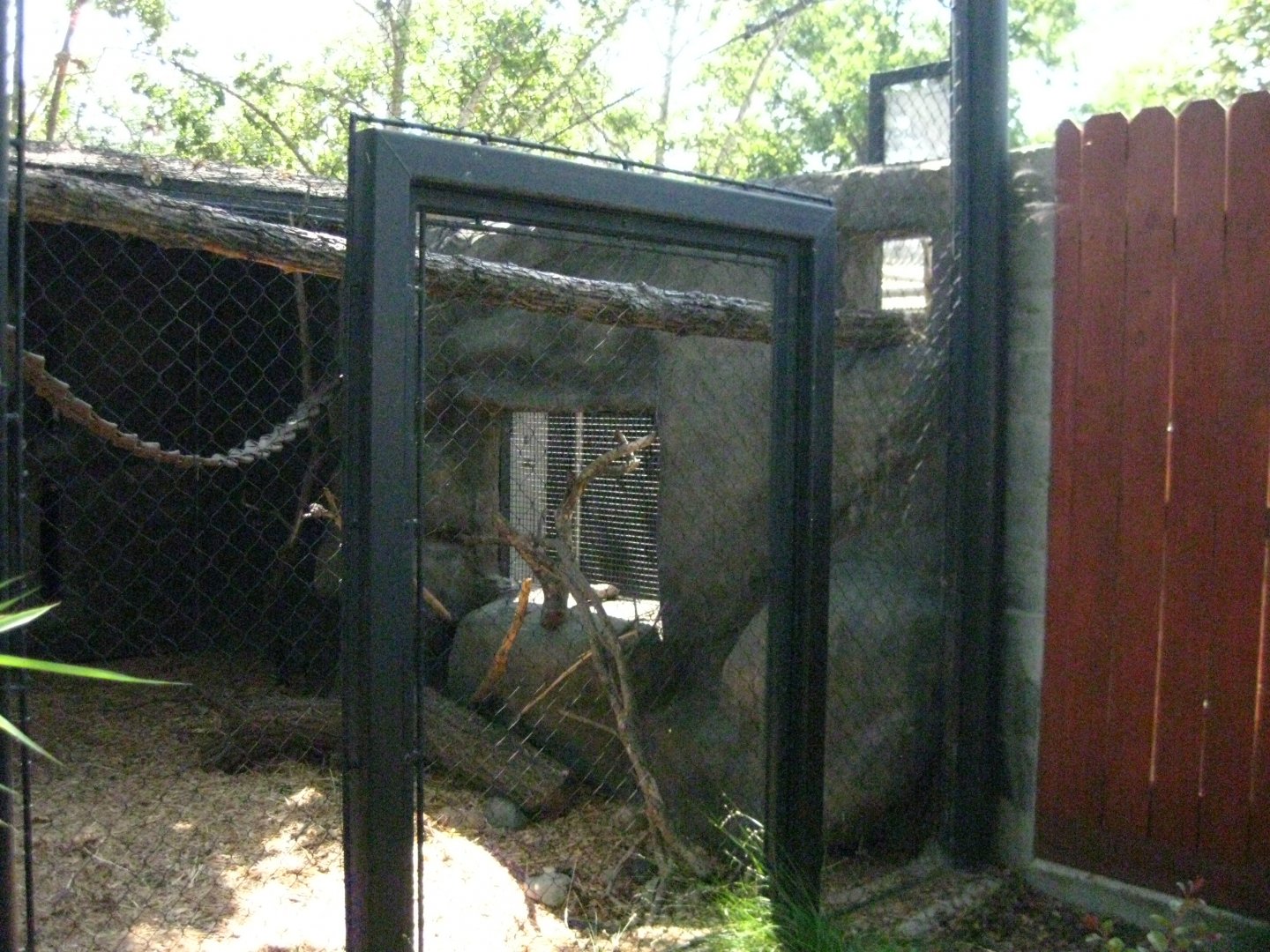 Wolf's Guenon Exhibit