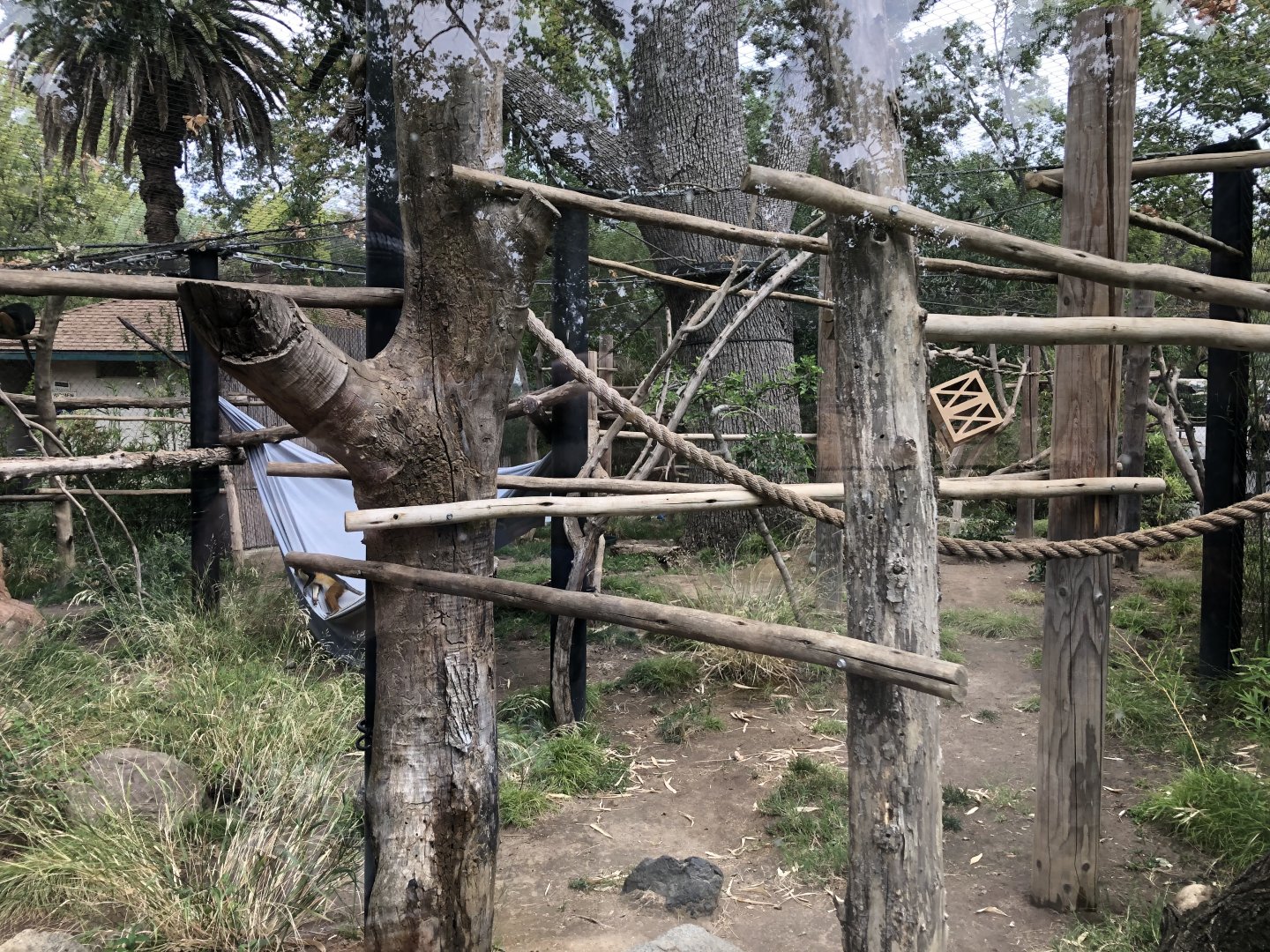 Wolf's guenon exhibit