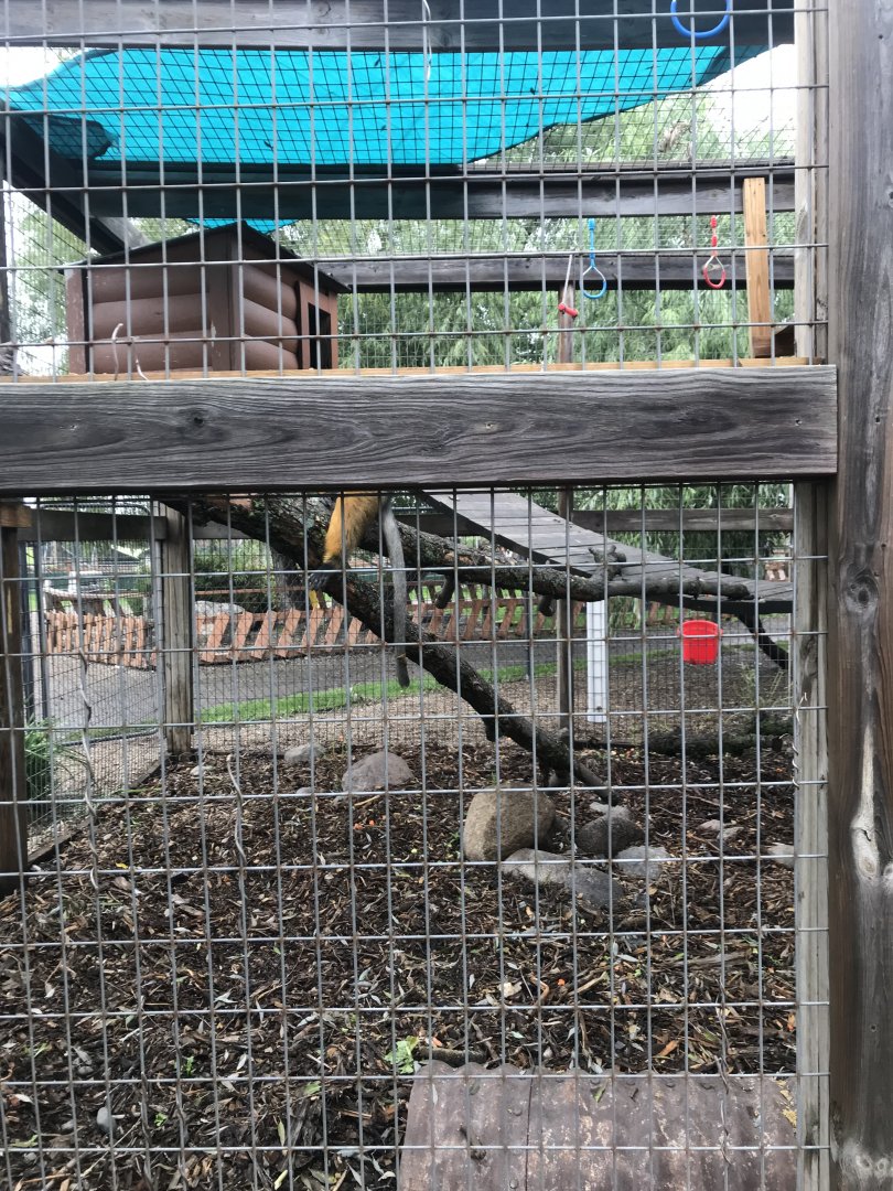 Wolf’s Guenon Exhibit