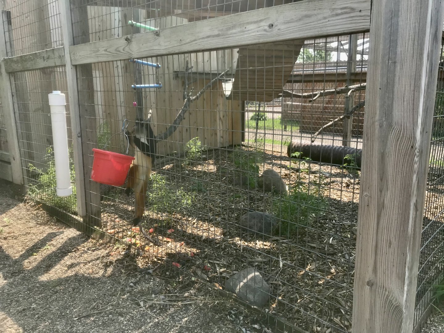 Wolf’s Guenon Exhibit