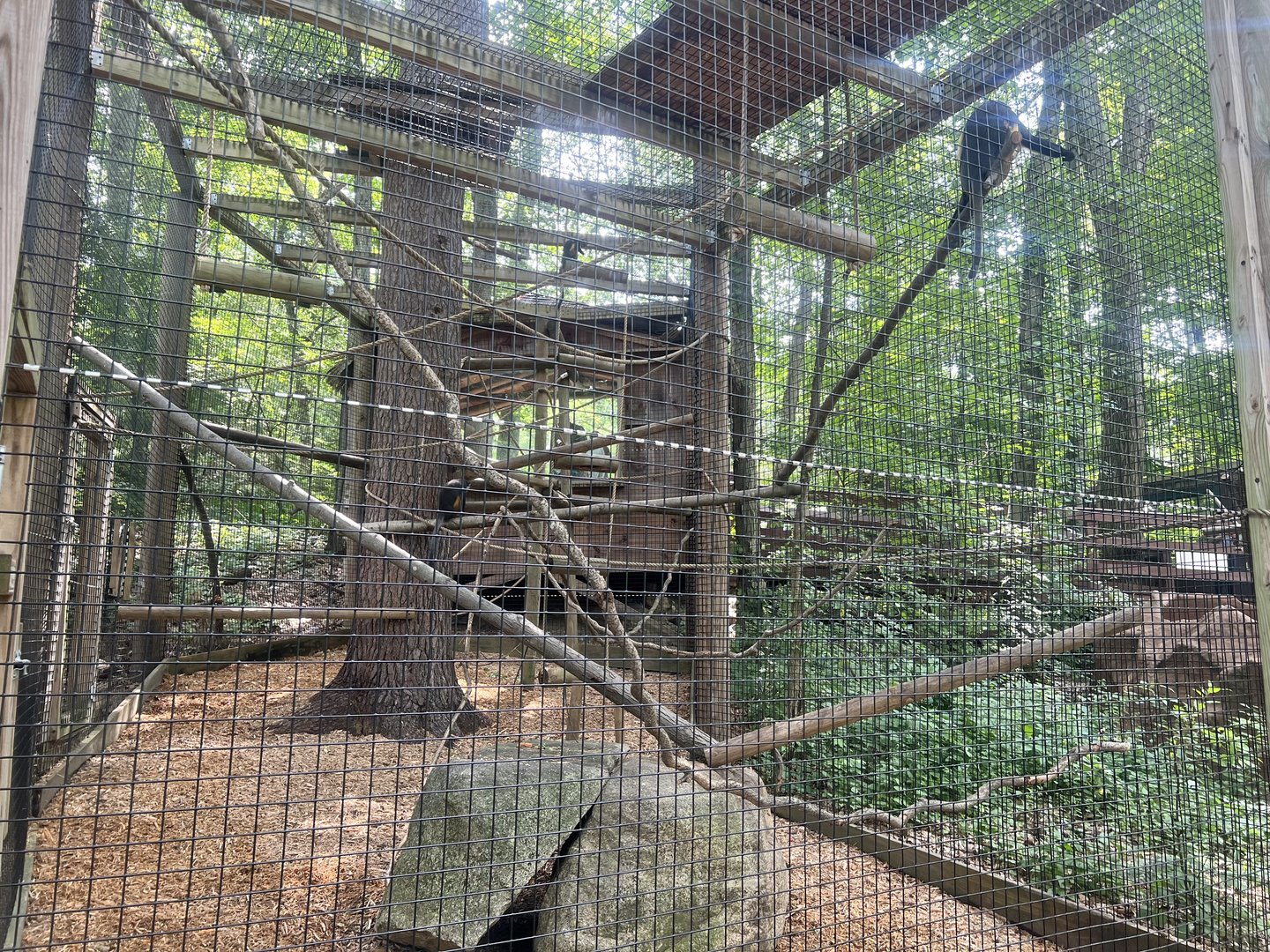 Wolf’s Guenon Exhibit