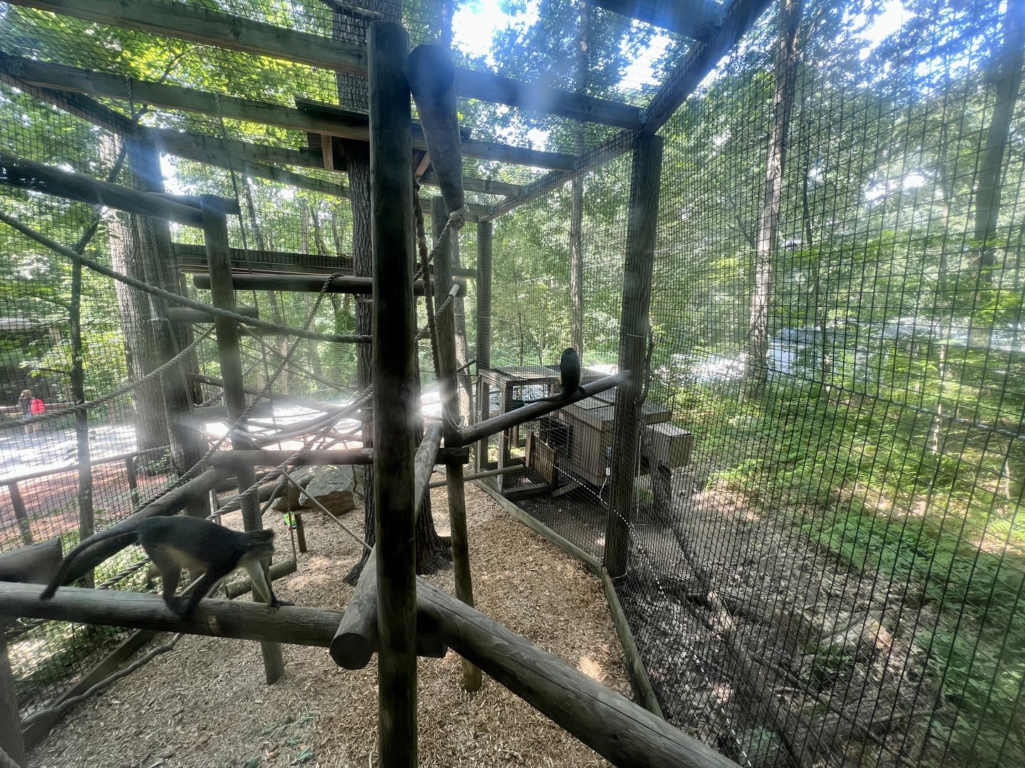 Wolf’s Guenon Exhibit