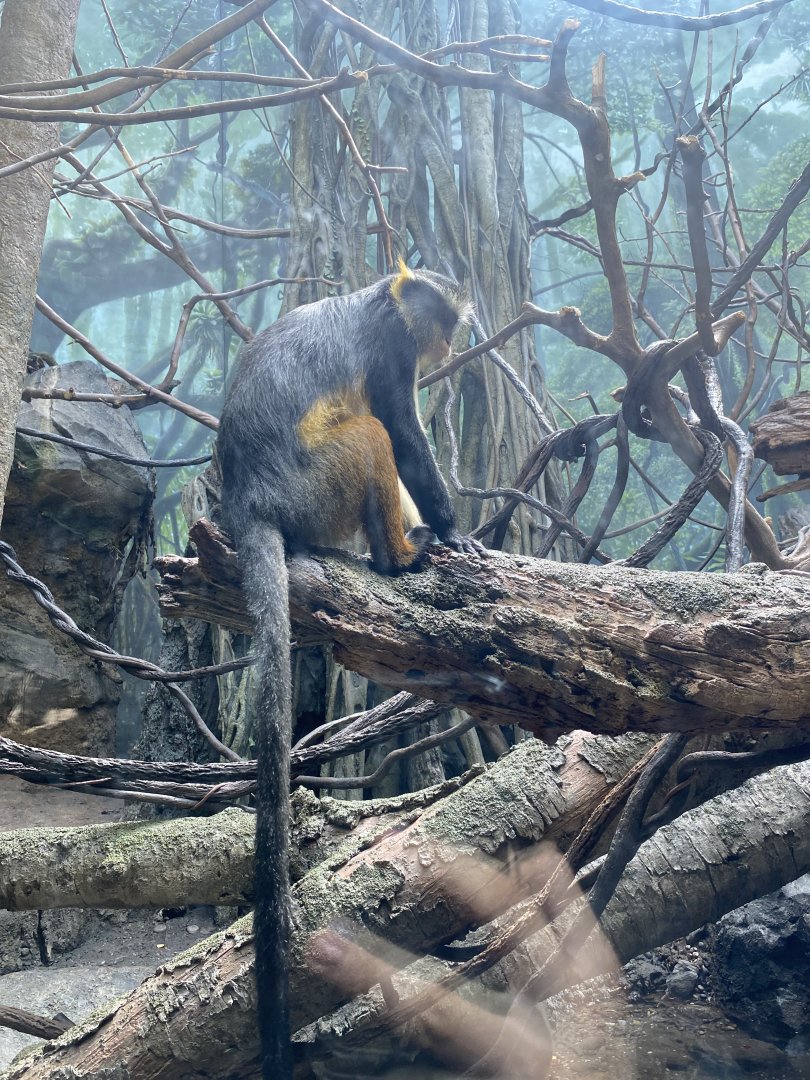 Wolf’s Guenon Monkey 01 - Bronx Zoo
