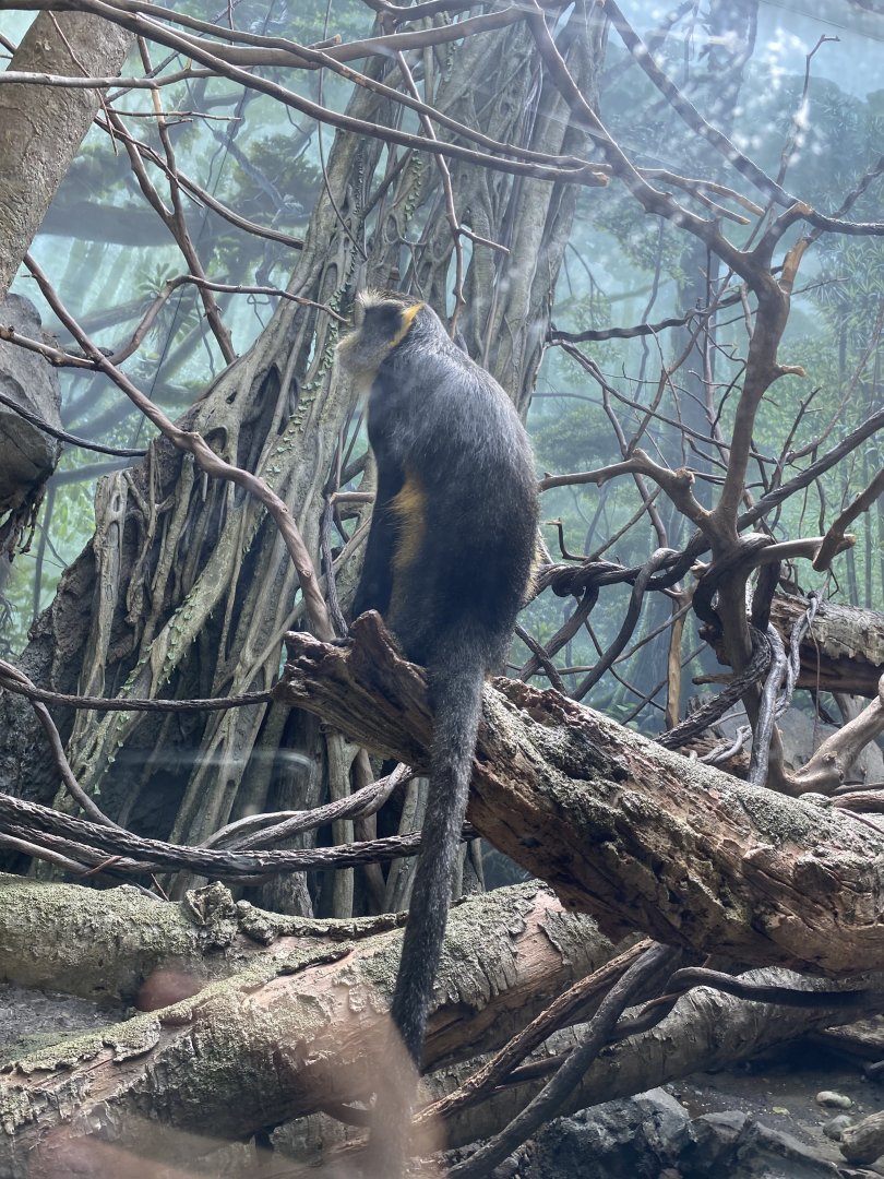Wolf’s Guenon Monkey 02 - Bronx Zoo