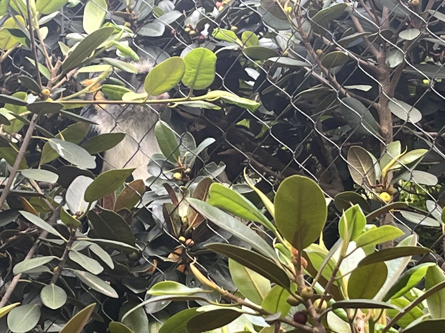 Wolf’s Guenon Monkey