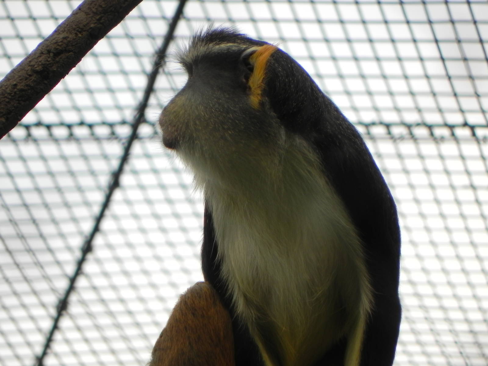 Wolf's guenon