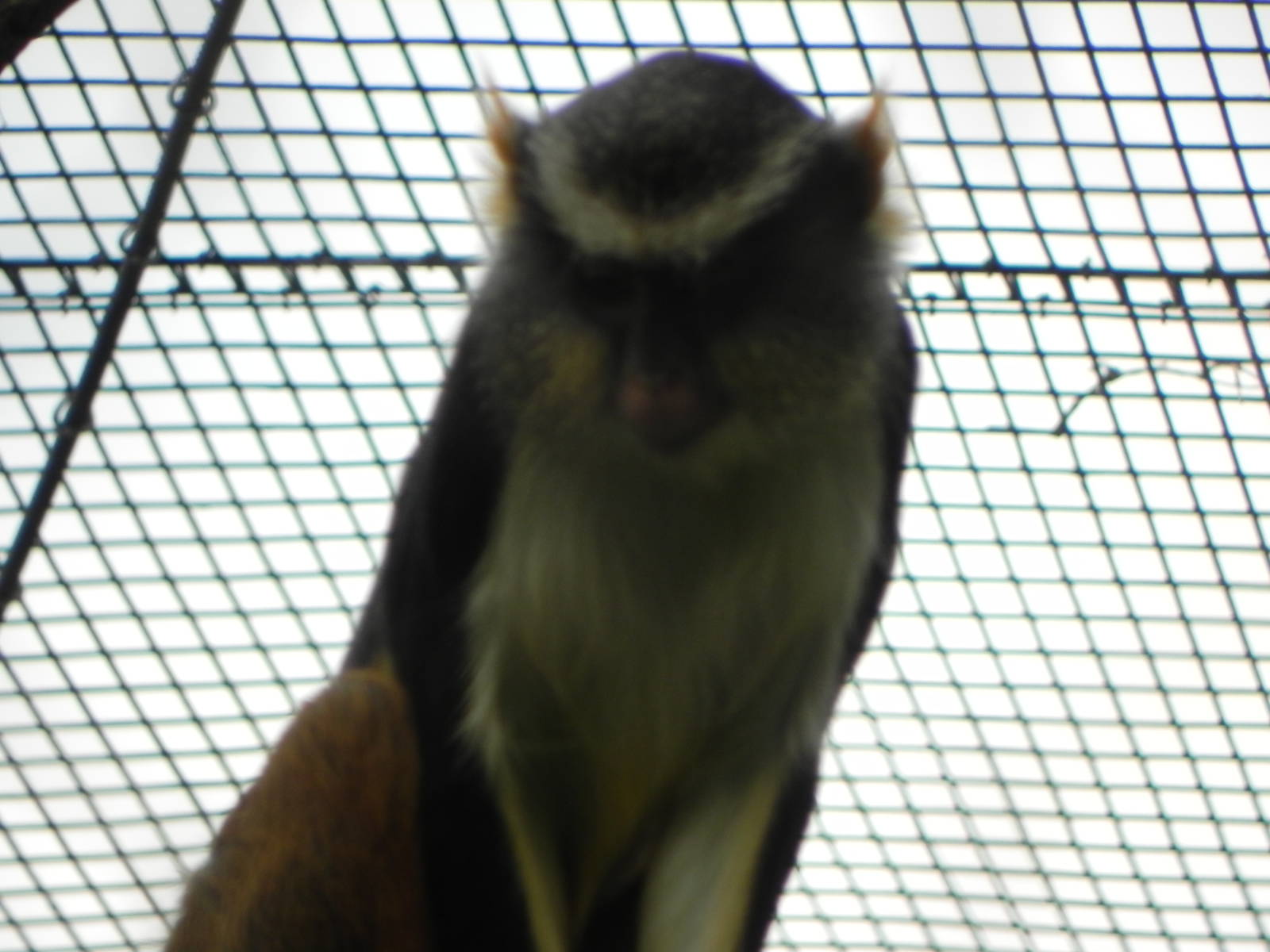 Wolf's guenon